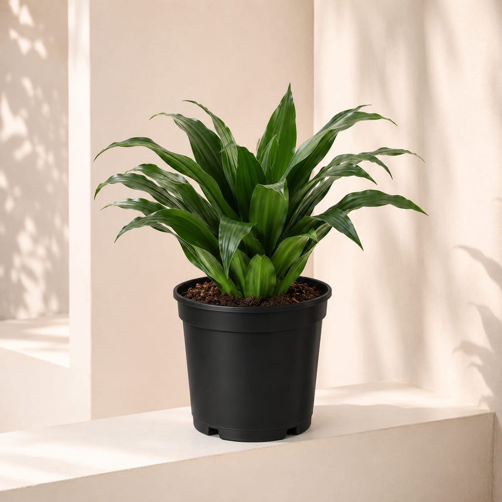 Dracaena Compacta Head