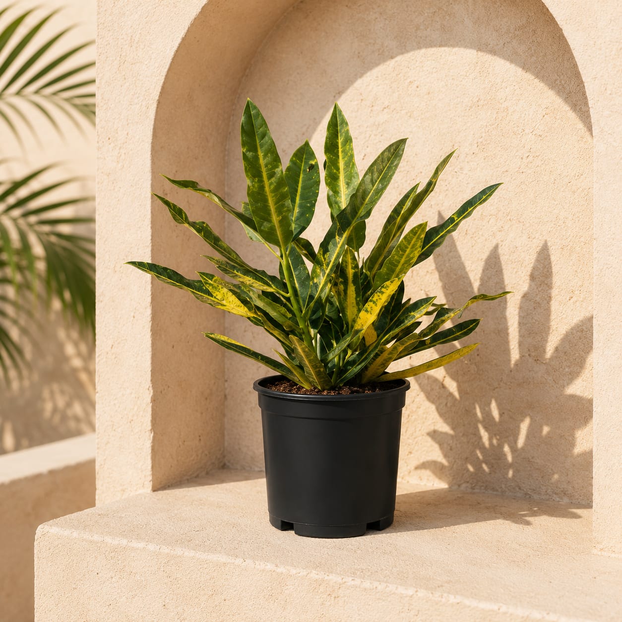 Sunny Star Croton