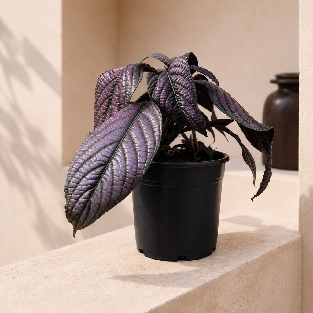 Persian Shield