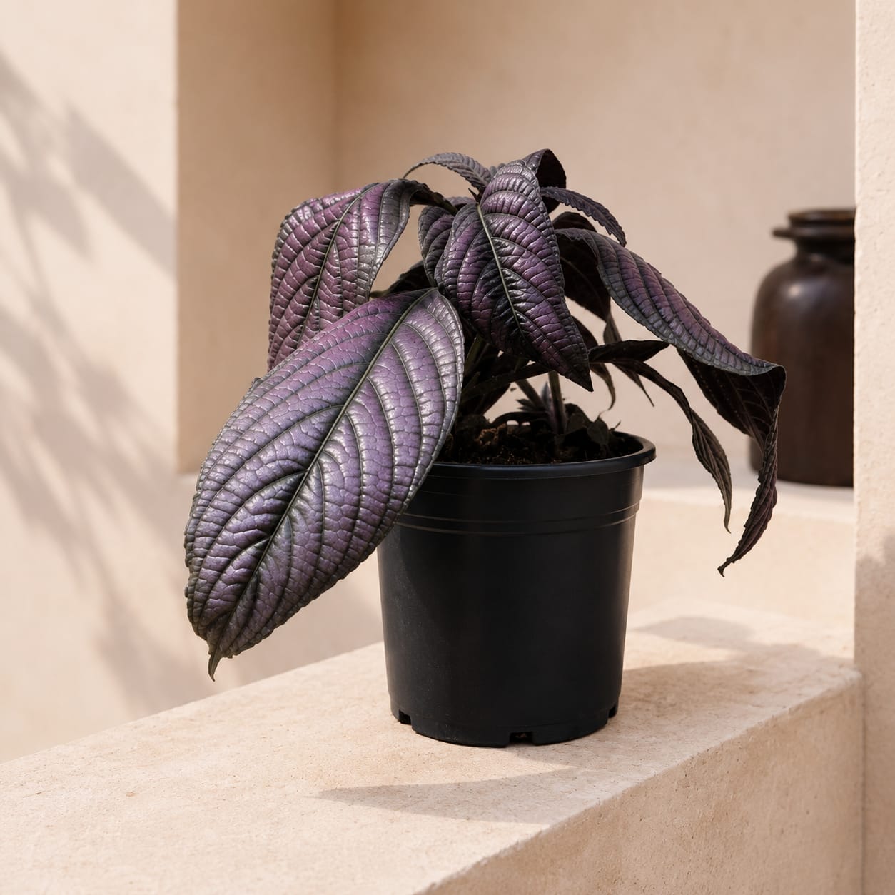 Persian Shield