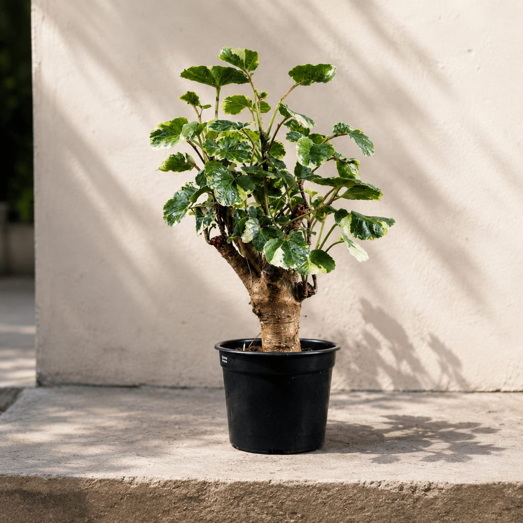 Balfour Aralia