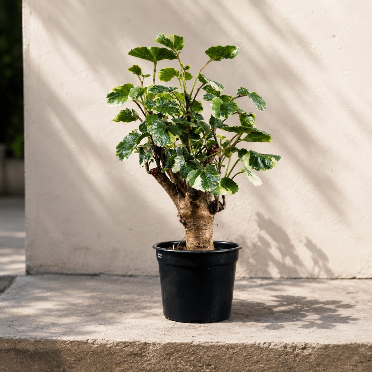 Balfour Aralia