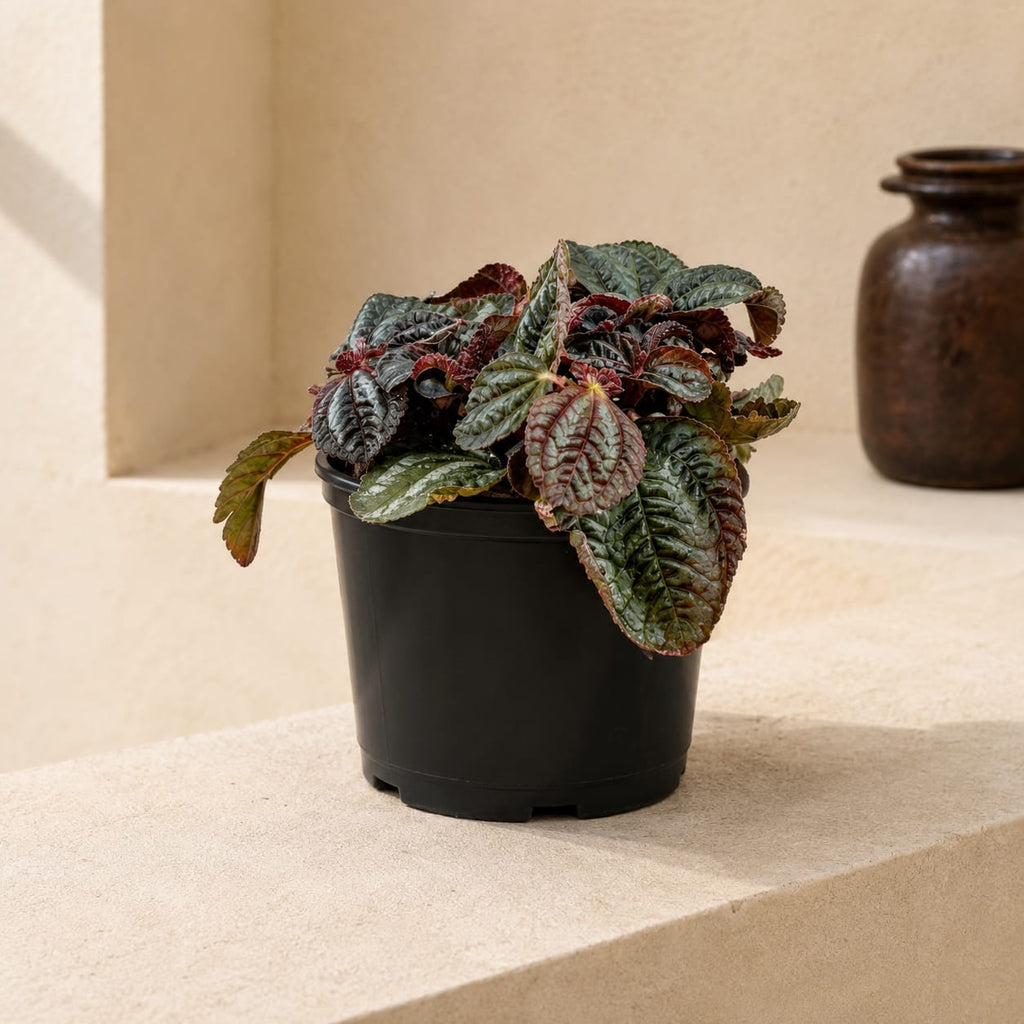 Friendship Plant
