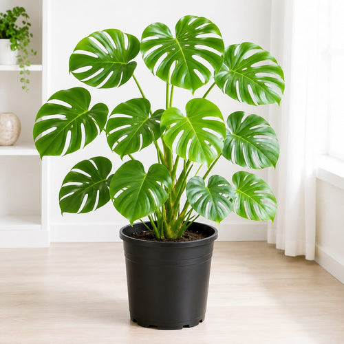 Monstera Deliciosa
