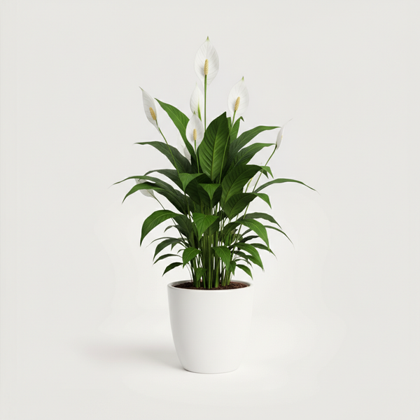 Peace Lily - Spathiphyllum