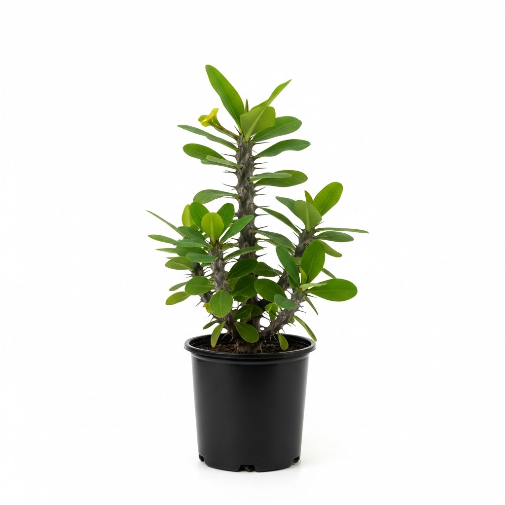 Euphorbia millii – Crown of Thorns