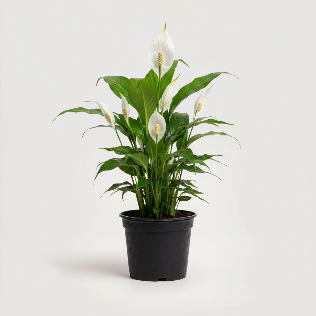 Peace Lily - Spathiphyllum