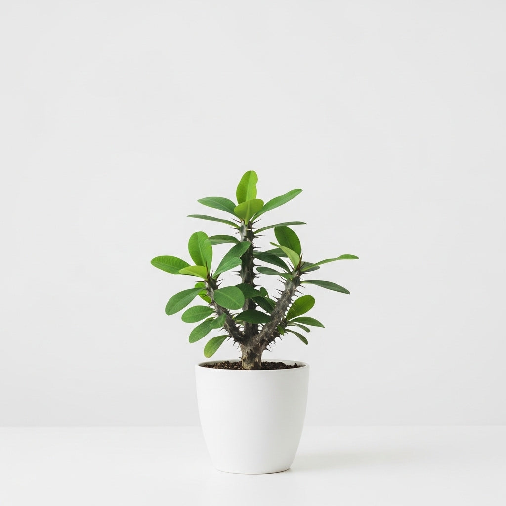 Euphorbia millii – Crown of Thorns