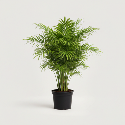 Areca Palm - Indoor Palm Plant