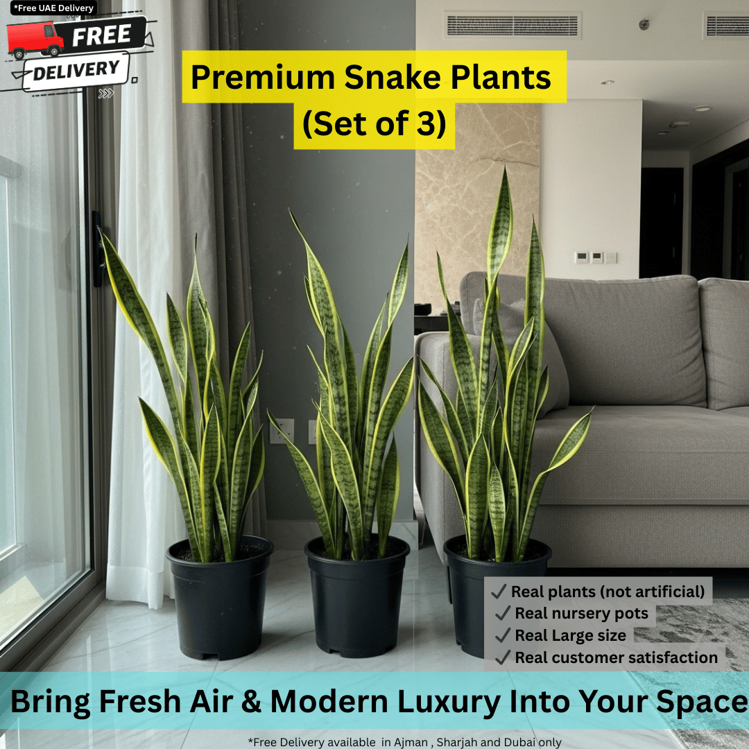 Premium Snake Plant Set (Pack of 3) – Natural Air Purifying Indoor Plants  | Fast UAE Delivery